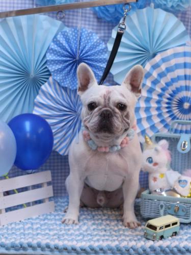 20231104ブーくん